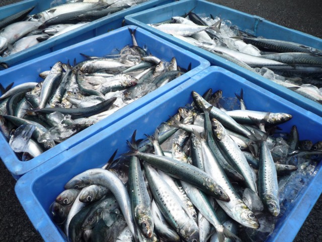 真イワシ　大量