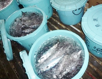 樽いっぱいのマサバ、イワシ