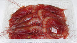 赤エビ大500g
