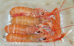 手長エビ「大」