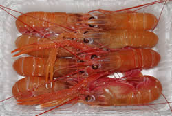 手長エビ「中」