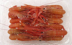 手長エビ「極小」