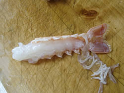 手長エビのさばき方4