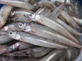 ニギス　メギス　深海魚