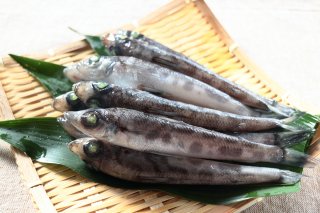 メヒカリ　とろぼっち　深海魚