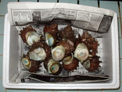 戸田の　サザエ　刺身・つぼ焼き