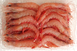 本エビ中サイズ500g